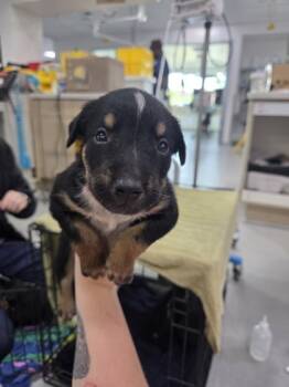 Rescue Australian Cattle Dog Blue Heeler and Mixed Breed Dogs for Adoption in Fort Worth, Texas - Kylo Ren | PetCurious