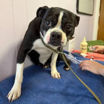 Mya -  Boston Terrier and None Dog for Adoption in Madison, Wisconsin - Mya | PetCurious
