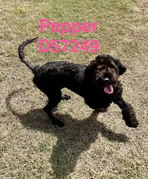 Pepper -  Golden Retriever Dog for Adoption in Clarksville, Tennessee - Pepper | PetCurious