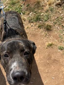 Plott Hound Dogs Available for Adoption in Charlotte, North Carolina - A1263933 | PetCurious
