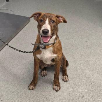 Cardinal -  Mountain Cur Dog for Adoption in Martinsville, Virginia - Cardinal | PetCurious