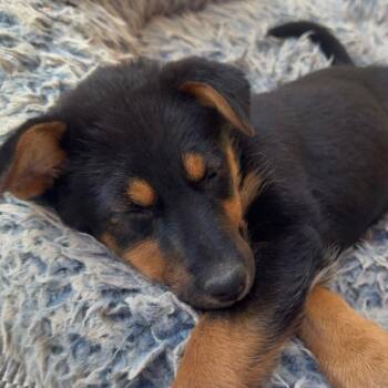 Shepherd Dogs Available for Adoption in Minneapolis, Minnesota - Kizzy | PetCurious