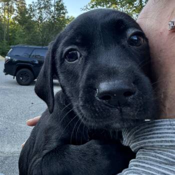 Husky and Black Labrador Retriever Dogs Available for Adoption in Richmond, Virginia - Destin | PetCurious