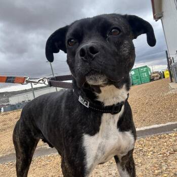 Mj -  Boxer and Staffordshire Bull Terrier Dog for Adoption in Drumheller, Alberta - Mj | PetCurious