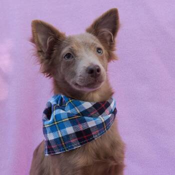 Chihuahua and Pomeranian Dogs Available for Adoption - FABLE | PetCurious