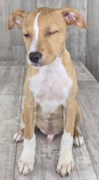 Gruff -  Mixed Breed Dog for Adoption in Shreveport, Louisiana - Gruff | PetCurious