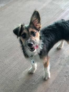 Rescue Cairn Terrier Dogs for Adoption in Phoenix, Arizona - Stassi | PetCurious