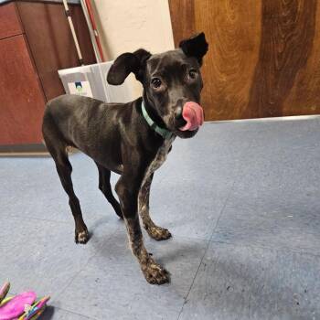 Crow -  Mixed Breed Dog for Adoption in Gainesville, Florida - Crow | PetCurious