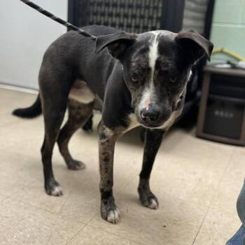 Mixed Breed Dogs Available for Adoption - Dabble | PetCurious