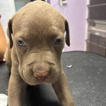 Spiral Notebook -  Pit Bull Terrier Dog for Adoption in Northbrook, Illinois - Spiral Notebook | PetCurious