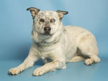 Husky and Mixed Breed Dogs Available for Adoption - LUCKY | PetCurious