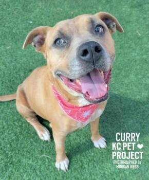 Curry -  Pit Bull Terrier and Mixed Breed Dog for Adoption in Kansas City, Missouri - Curry | PetCurious