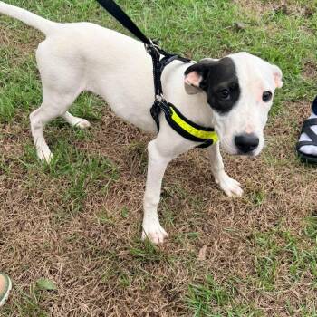 Isabella -  Terrier Dog for Adoption in Enterprise, Alabama - Isabella | PetCurious