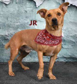 Jasper Ray -  Shepherd Dog for Adoption in Gilbert, Arizona - Jasper Ray | PetCurious