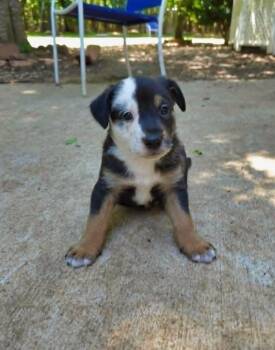Rottweiler and German Shepherd Dog Dogs Available for Adoption in Wake Forest, North Carolina - Voodoo | PetCurious