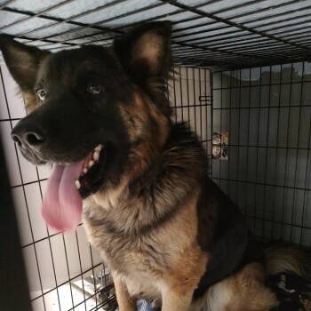 German Shepherd Dog Dogs Available for Adoption - Valentino D46262 | PetCurious