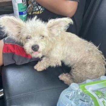Snicklefritz -  Terrier and Mixed Breed Dog for Adoption in San Antonio, Texas - Snicklefritz | PetCurious