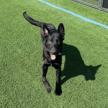 Grim D12586 -  German Shepherd Dog Dog for Adoption - Grim D12586 | PetCurious