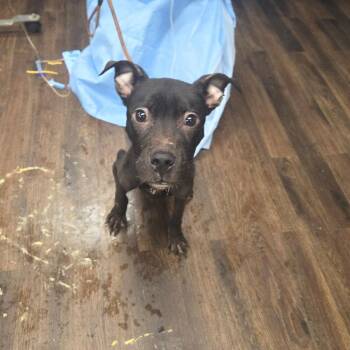 Benny -  Mixed Breed Dog for Adoption in St. Louis, Missouri - Benny | PetCurious