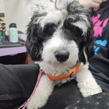 Linda -  Mixed Breed Dog for Adoption in Gainesville, Florida - Linda | PetCurious