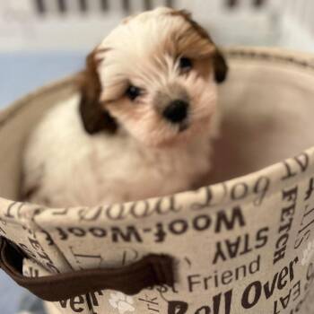 Richard Burton -  Shih Tzu Dog for Adoption in Hilton, New York - Richard Burton | PetCurious