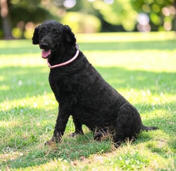 Jack -  Standard Poodle Dog for Adoption in Pulaski, Tennessee - Jack | PetCurious