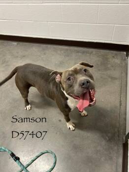 Samson -  Pit Bull Terrier Dog for Adoption in Clarksville, Tennessee - Samson | PetCurious