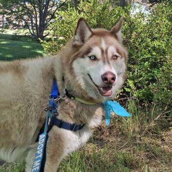Hedgehog -  Husky Dog for Adoption in Murray, Utah - Hedgehog | PetCurious