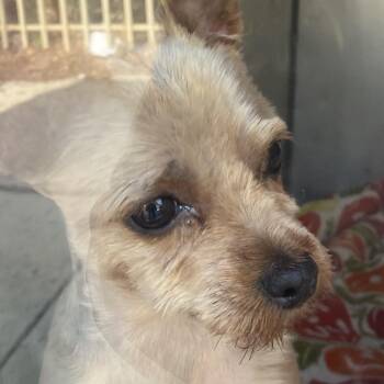 Mixed Breed and Yorkshire Terrier Dogs Available for Adoption in West Chester, Pennsylvania - Mighty Mouse | PetCurious