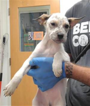 PRICKLY PEAR -  Australian Cattle Dog Blue Heeler and Mixed Breed Dog for Adoption in Albuquerque, New Mexico - PRICKLY PEAR | PetCurious