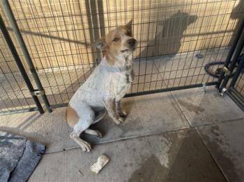 Rescue Australian Cattle Dog Blue Heeler Dogs for Adoption in Houston, Texas - A644732 | PetCurious