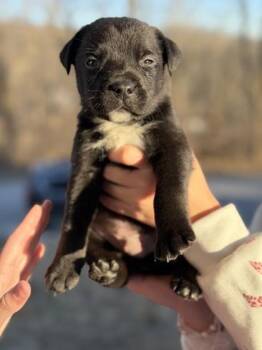 Spike -  Mixed Breed Dog for Adoption in Kansas City, Missouri - Spike | PetCurious