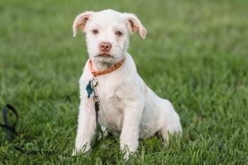 Newfoundland -  Terrier Dog for Adoption in Waunakee, Wisconsin - Newfoundland | PetCurious