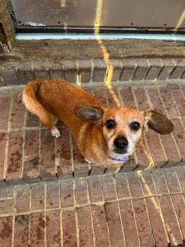 Dachshund and Chihuahua Dogs Available for Adoption - Zoey | PetCurious