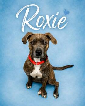 ROXIE -  Pit Bull Terrier and Mixed Breed Dog for Adoption in Westminster, Maryland - ROXIE | PetCurious
