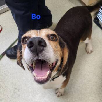 Rescue Beagle Dogs for Adoption in Windsor, Virginia - Bo | PetCurious