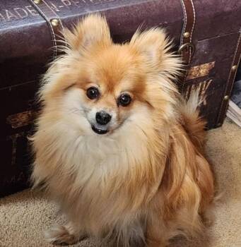 Pomeranian Dogs Available for Adoption - Pickles | PetCurious