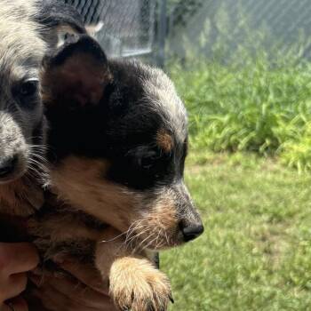 Layla -  Mixed Breed Dog for Adoption in Austin, Texas - Layla | PetCurious