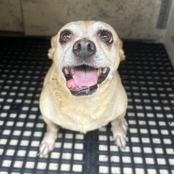 Elms -  Chihuahua Dog for Adoption in League City, Texas - Elms | PetCurious