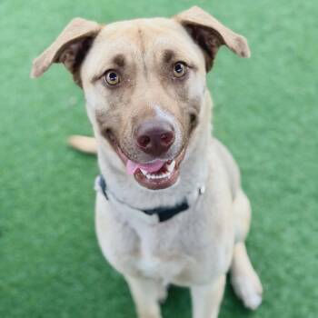 Shepherd Dogs Available for Adoption in Palm Harbor, Florida - Nestle | PetCurious