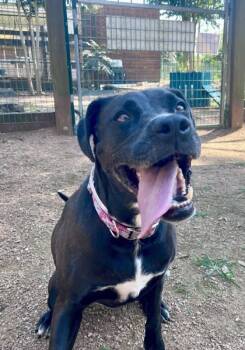 Rescue Labrador Retriever and Mixed Breed Dogs for Adoption in Houston, Texas - Nova | PetCurious