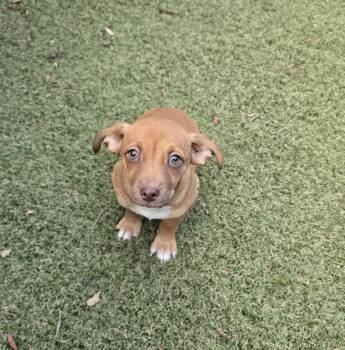 Cola -  Jack Russell Terrier and Cattle Dog Dog for Adoption in Apache Junction, Arizona - Cola | PetCurious