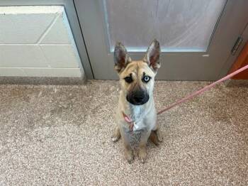 German Shepherd Dog and Siberian Husky Dogs Available for Adoption - QUINN | PetCurious