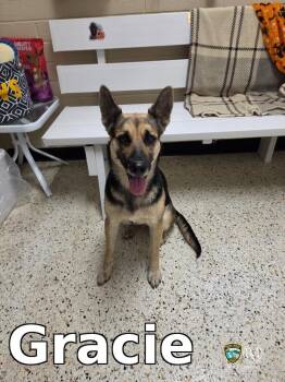 Gracie -  German Shepherd Dog Dog for Adoption in Rocky Mount, North Carolina - Gracie | PetCurious