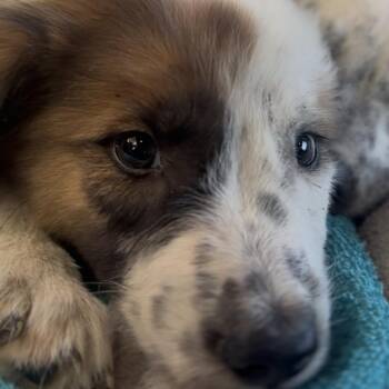 Ethel -  Australian Cattle Dog Blue Heeler and Mixed Breed Dog for Adoption in Midland, Texas - Ethel | PetCurious