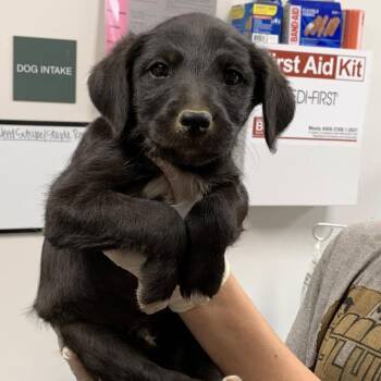 Saxophone -  Schnauzer and Labrador Retriever Dog for Adoption in Hattiesburg, Mississippi - Saxophone | PetCurious