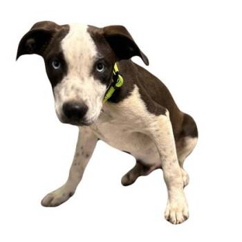 Sheldon -  Catahoula Leopard Dog Dog for Adoption in Red Bluff, California - Sheldon | PetCurious