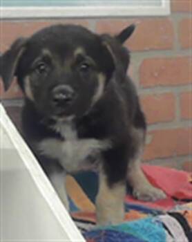 German Shepherd Dog and Mixed Breed Dogs Available for Adoption in Houston, Texas - A2072389 | PetCurious