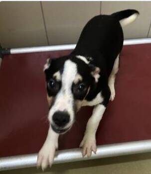 Pele -  Mixed Breed Dog for Adoption in West Chester, Pennsylvania - Pele | PetCurious