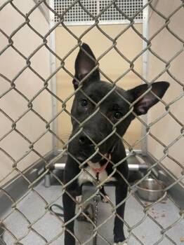 Jose -  Mixed Breed Dog for Adoption in Cincinnati, Ohio - Jose | PetCurious